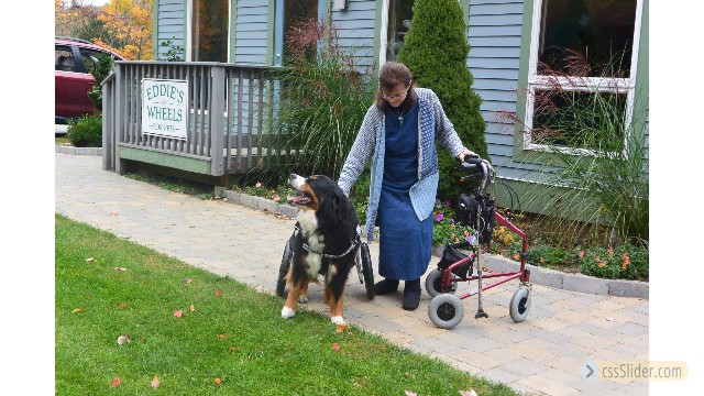 Rolli und Rollator